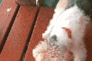 笑死人的gif,笑到肚子疼的瞬间,这些gif让你笑到无法自拔