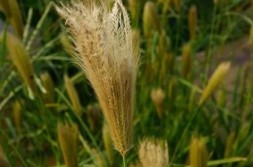 细叶芒草是不是狗尾巴草农村一种野草长相似“狗尾草”过去用来生火治脚气效果很好