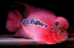 罗汉鱼天下,探索水族世界的瑰宝